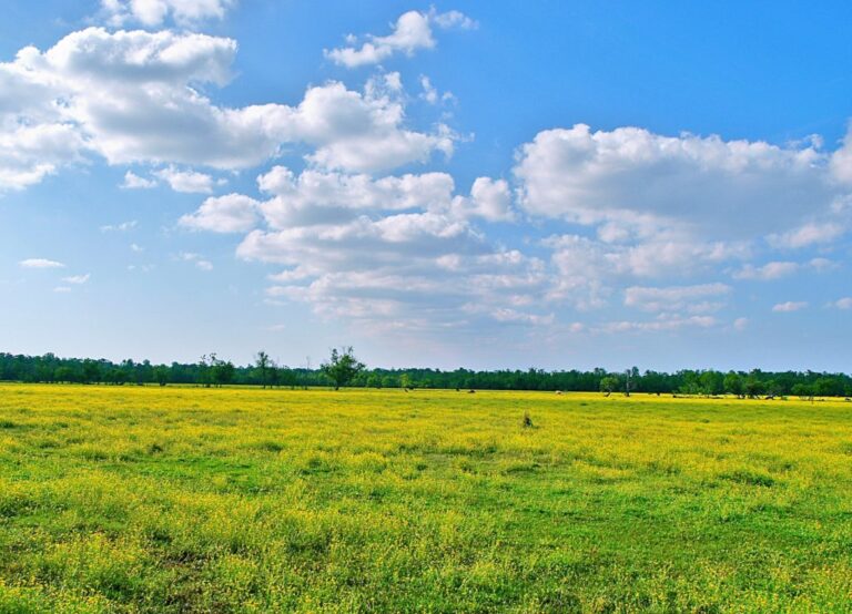 We Buy Land In WY